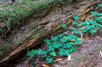 Shamrocks