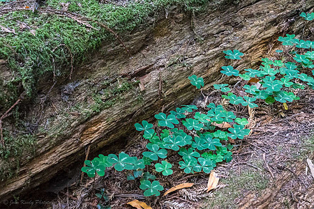 Shamrocks