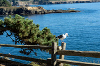 Sea Gull