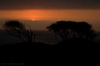 Sunset Bushes