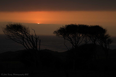 Sunset Bushes