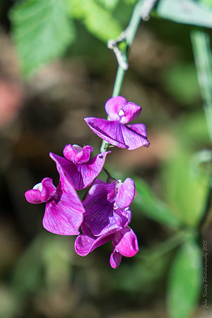Sweat Pea