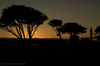 UntitledTrees @ Sunset
