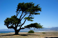 The Way of the Wind