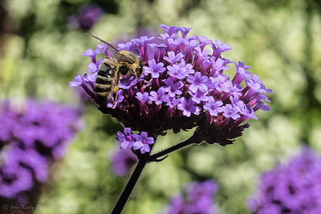 Bee on Lavendar