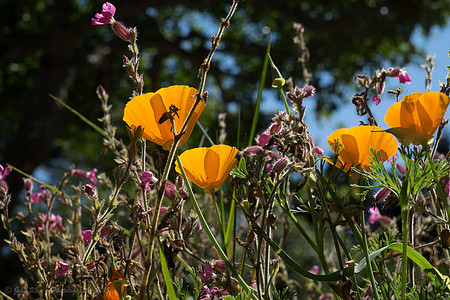 California Poppy