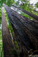 Pretty Big Tree