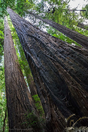 Pretty Big Tree