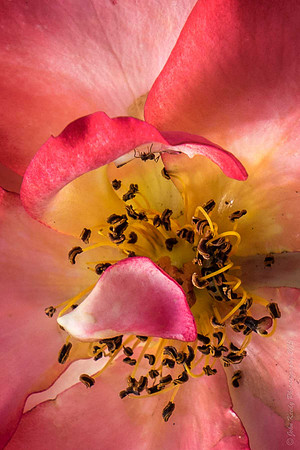Rose Seeds