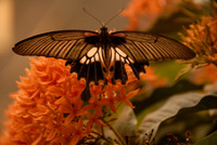 Fauna