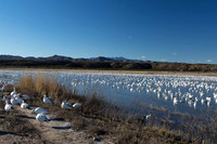 A lake full