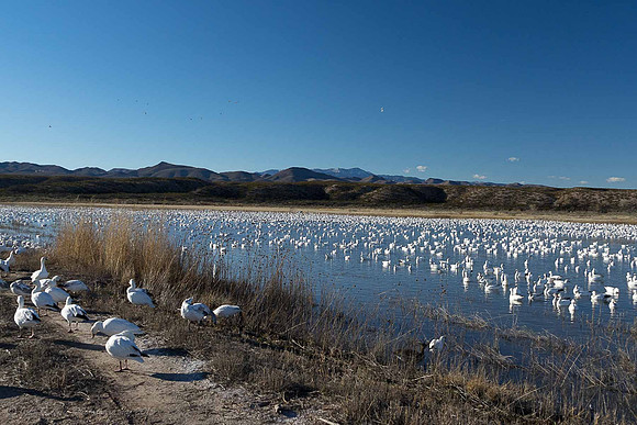 A lake full