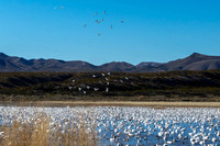 Snow Geese Have Arrived