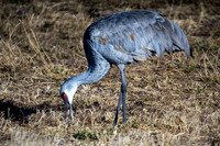 Sandhill Crane 3