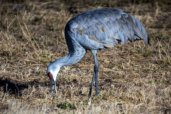 Sandhill Crane 3