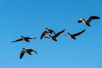 Snow Geese in Flight