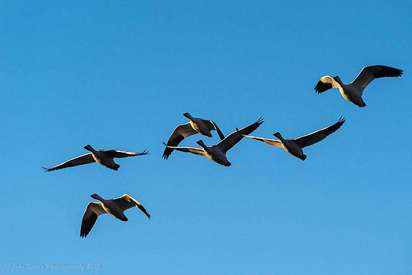 Snow Geese in Flight