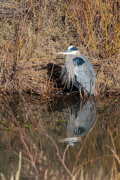 Blue Heron
