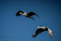 Cranes Heading Out