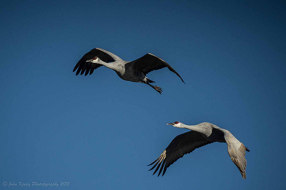 Cranes Heading Out