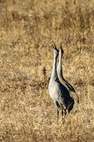 Cranes Mating Call