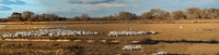 Snow Geese Feeding Pano