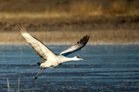 Crane Airborn
