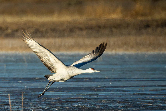 Crane Airborn