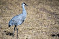 Sandhill Crane 1