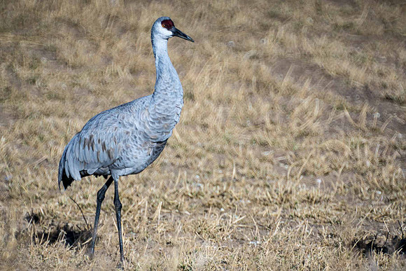 Sandhill Crane 1