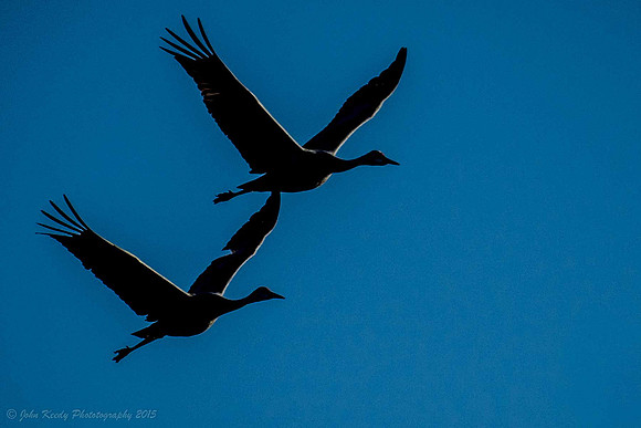 Siloette Cranes in Flight