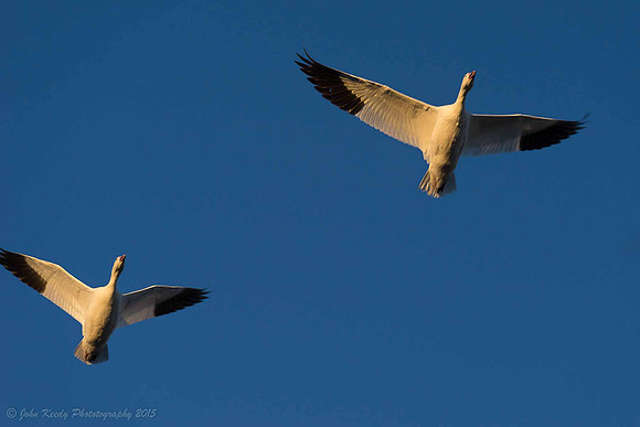 Snow Geese in Flight 2