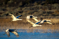 Cranes Taking Off.