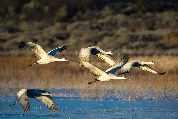 Cranes Taking Off.