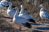 Perfect Snow Goose