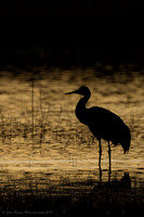 Crane Silloette