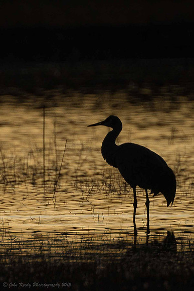 Crane Silloette