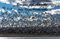 Bosque del Apache