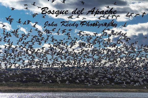 A Bosque del Apache-Title
