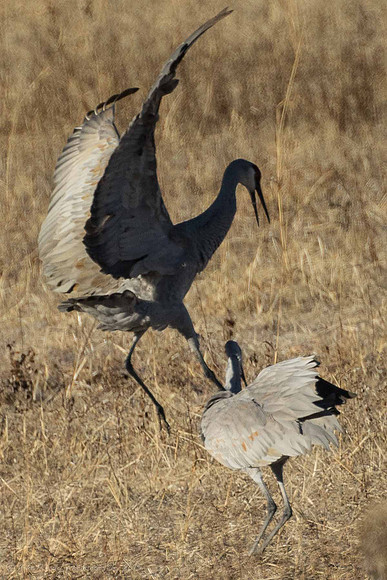 Crane Fight