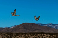 Cranes in Flight