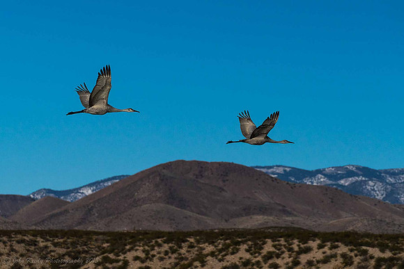 Cranes in Flight