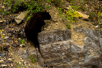 Rock Climbing Bear