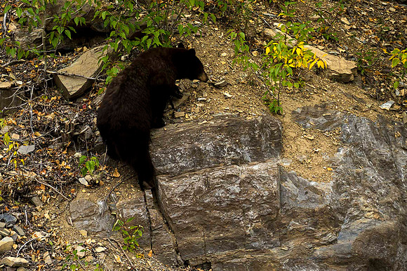 Rock Climbing Bear