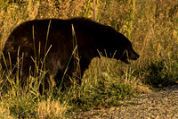 Black Bear In Glacier