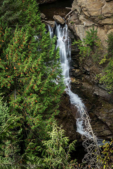 Forest falls
