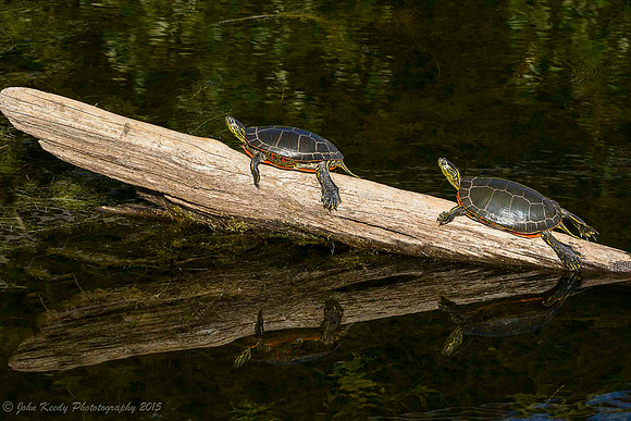 Turtles