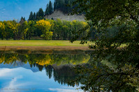 Trees Turning