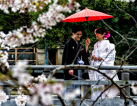 Japan Cherry Blossoms 2014