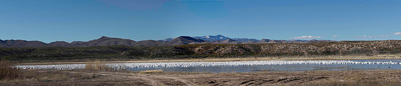 Bosque Ddel Apache Pond Pano